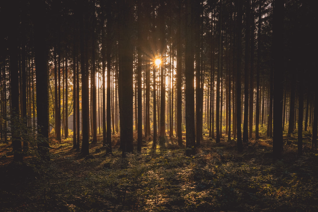 The Beauty, Sustainability, and Safety of Wooden Rings